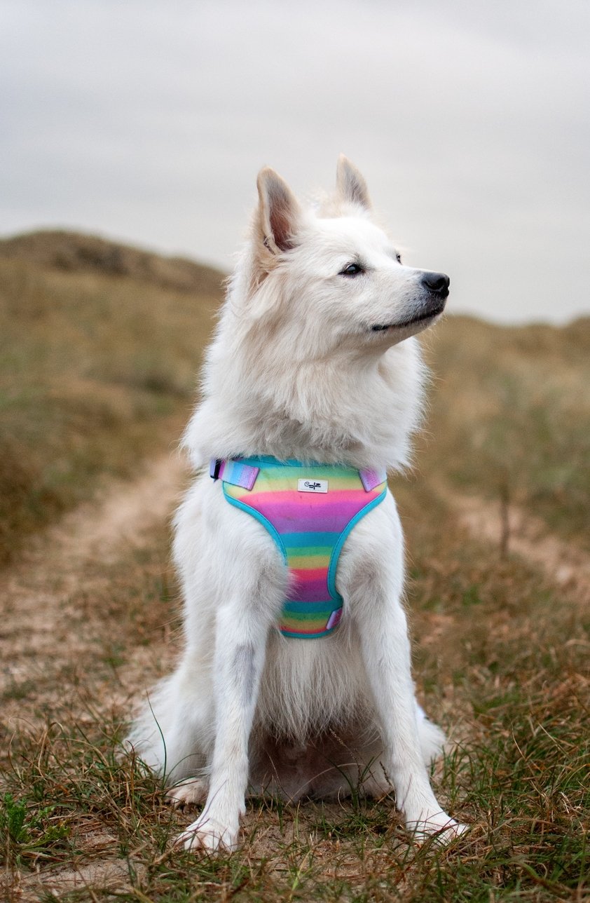 tyran Ruin Forvirret Sæt: Hundesele, hundesnor & poop-bag - Confetti Rainbow – Confetti Dogs