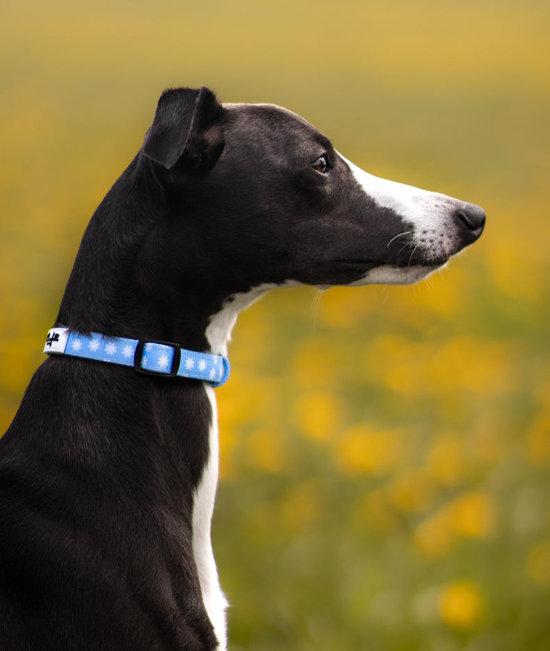 cache Gør det tungt protektor Hundehalsbånd i flotte farver og mønstre – Confetti Dogs