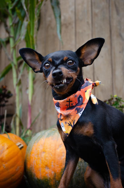 Halloween Vibes - Halloween Bandana til hund