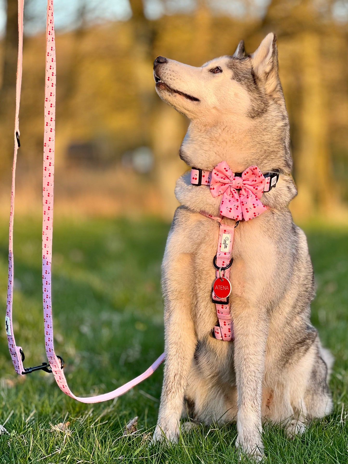 Sæt: Hundesele, hundehalsbånd & hundeline - Kirsebær