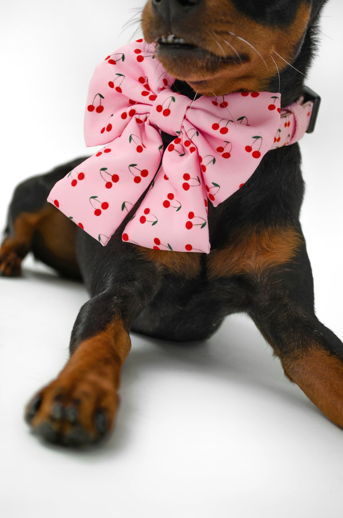 Sæt: Hundehalsbånd, Sailor Bow & Hundeline - Kirsebær