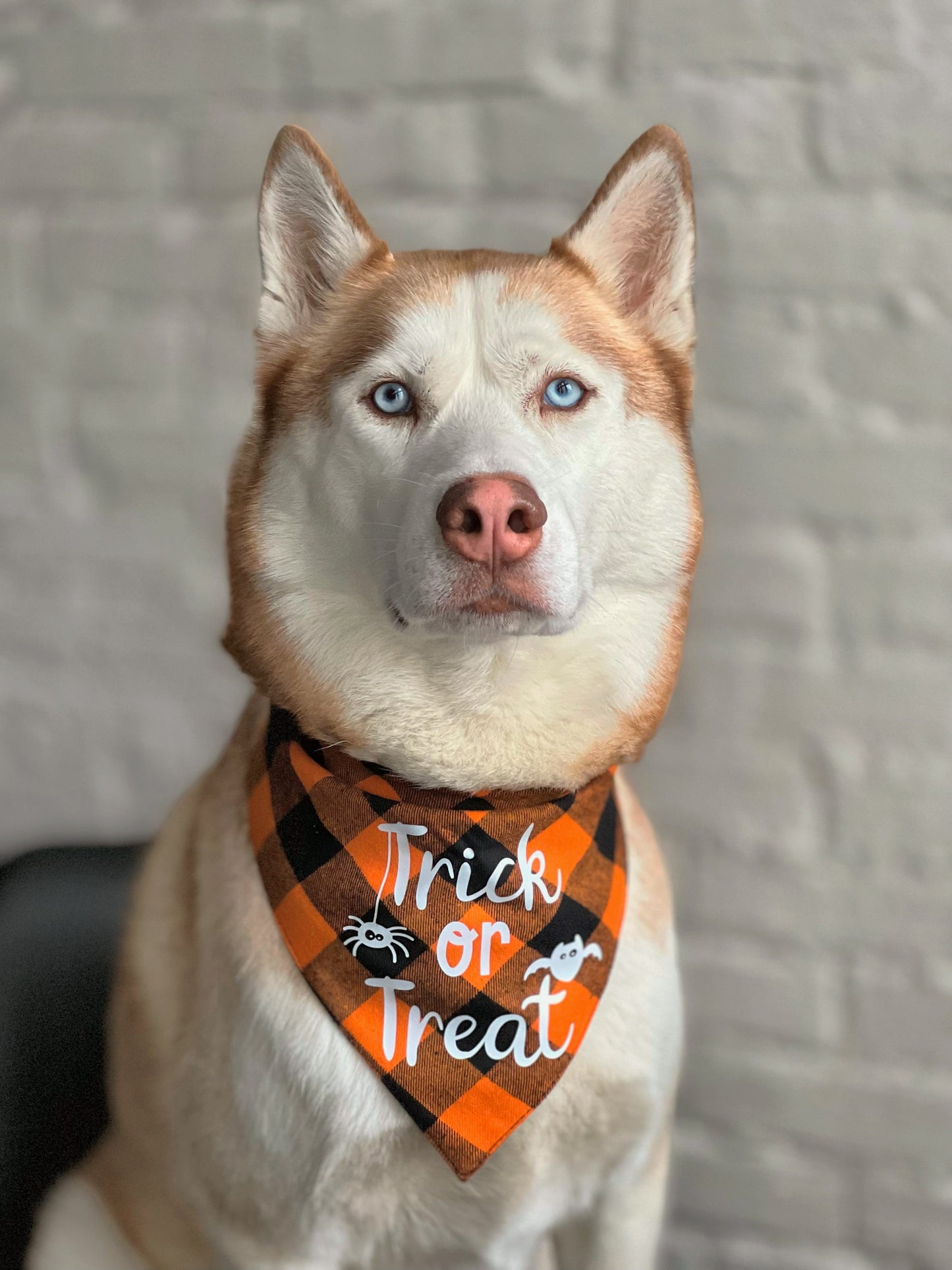 Trick or Treat - Halloween Bandana til hund