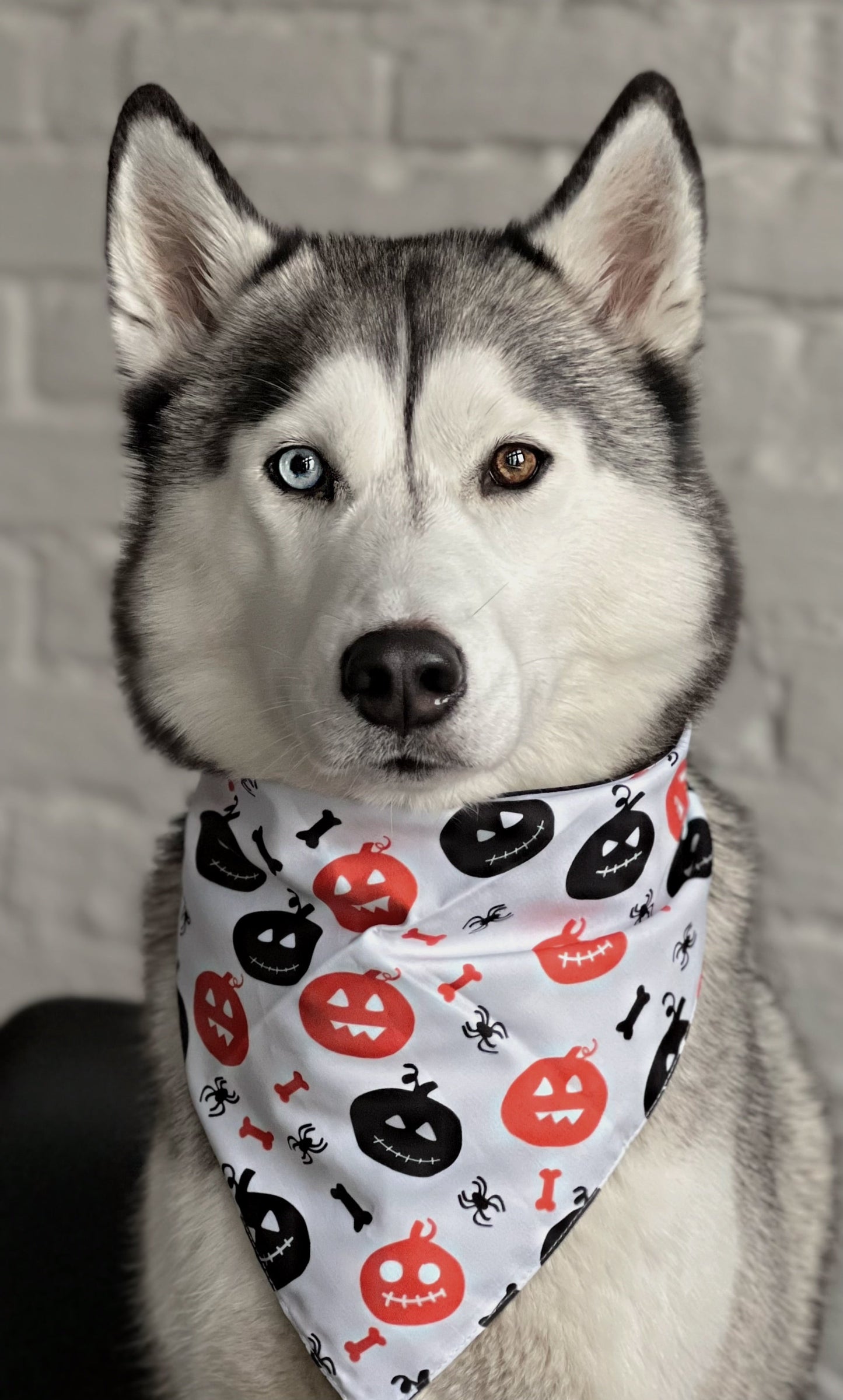 Happy Halloween - Vendbar Halloween Bandana til hund