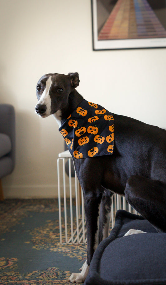 Pumpkin - Halloween Bandana til hund