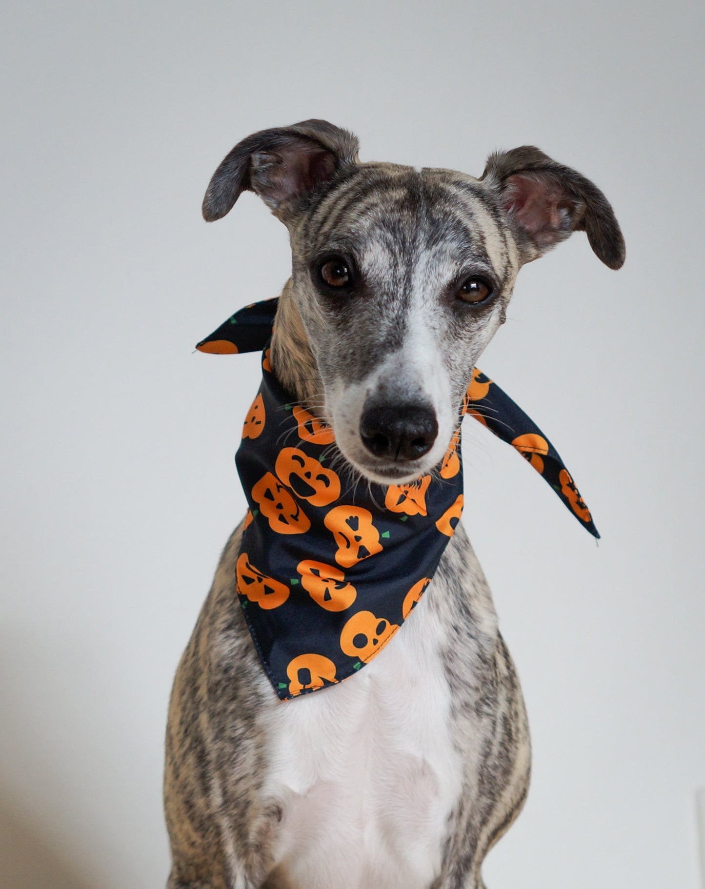 Pumpkin - Halloween Bandana til hund
