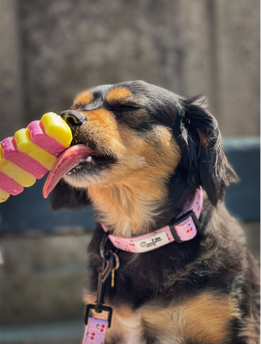 Hundehalsbånd - Kirsebær