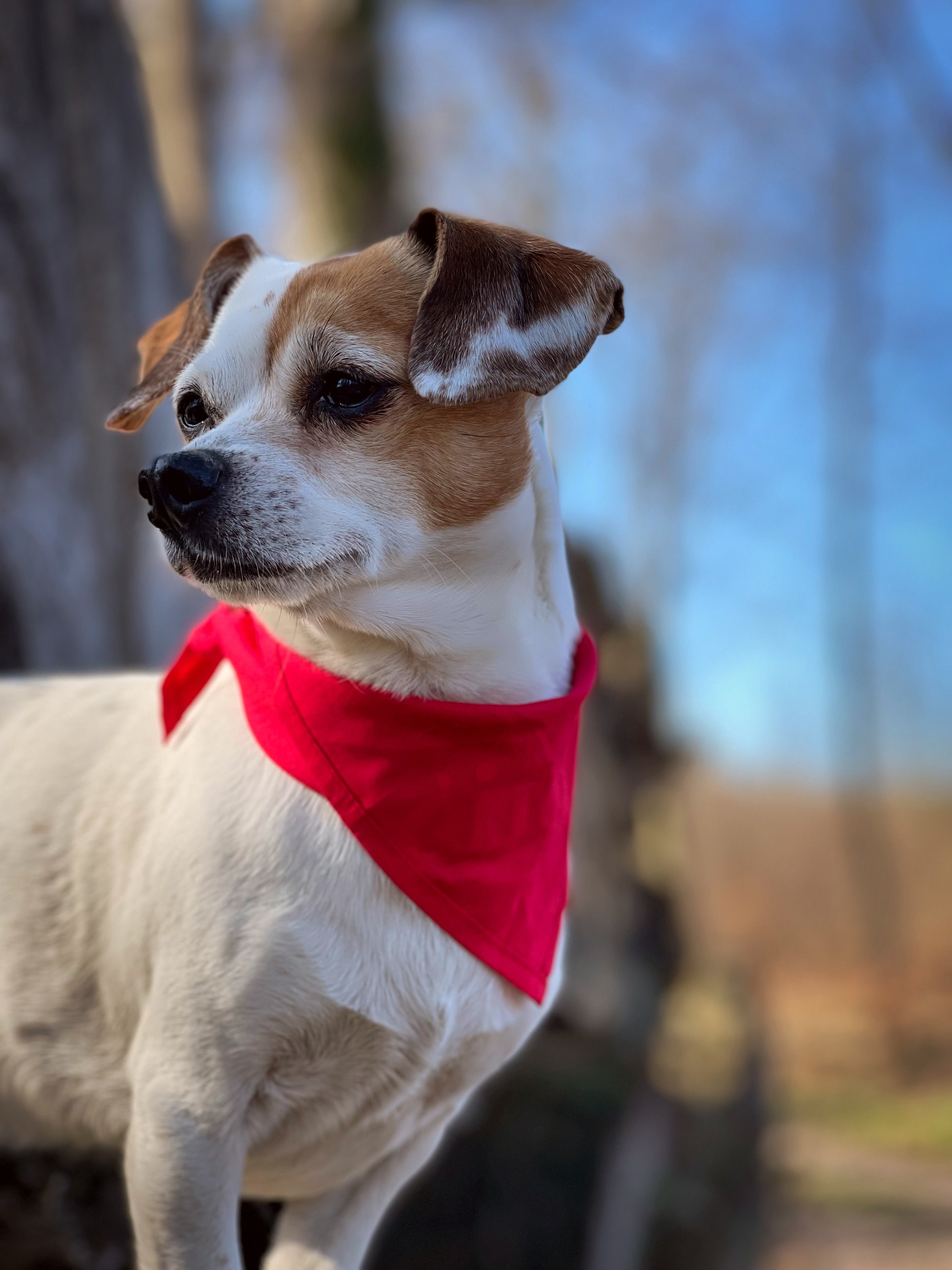 Ensfarvet Bandana - Confetti Dogs