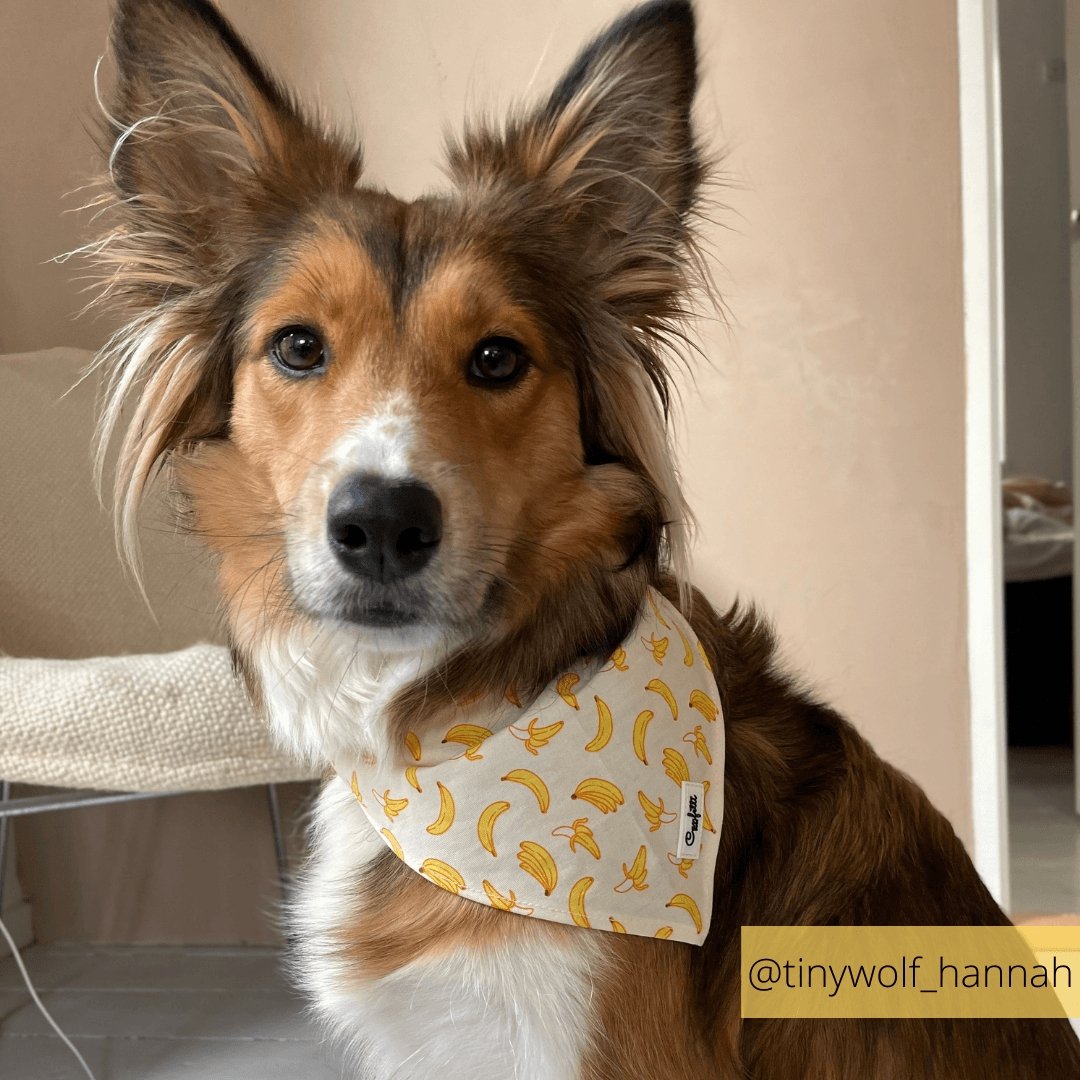 Bandana - Go Bananas - Confetti Dogs