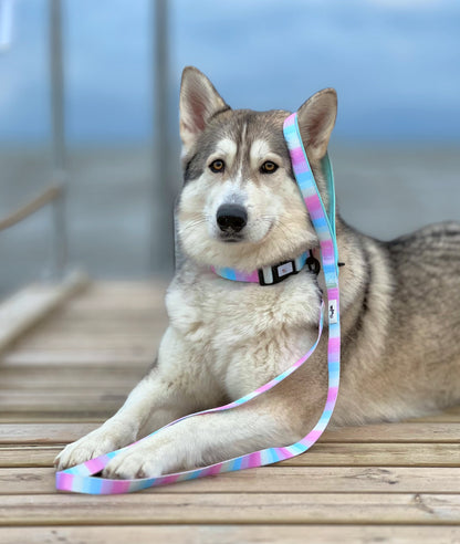 Hundesnor - Confetti Rainbow
