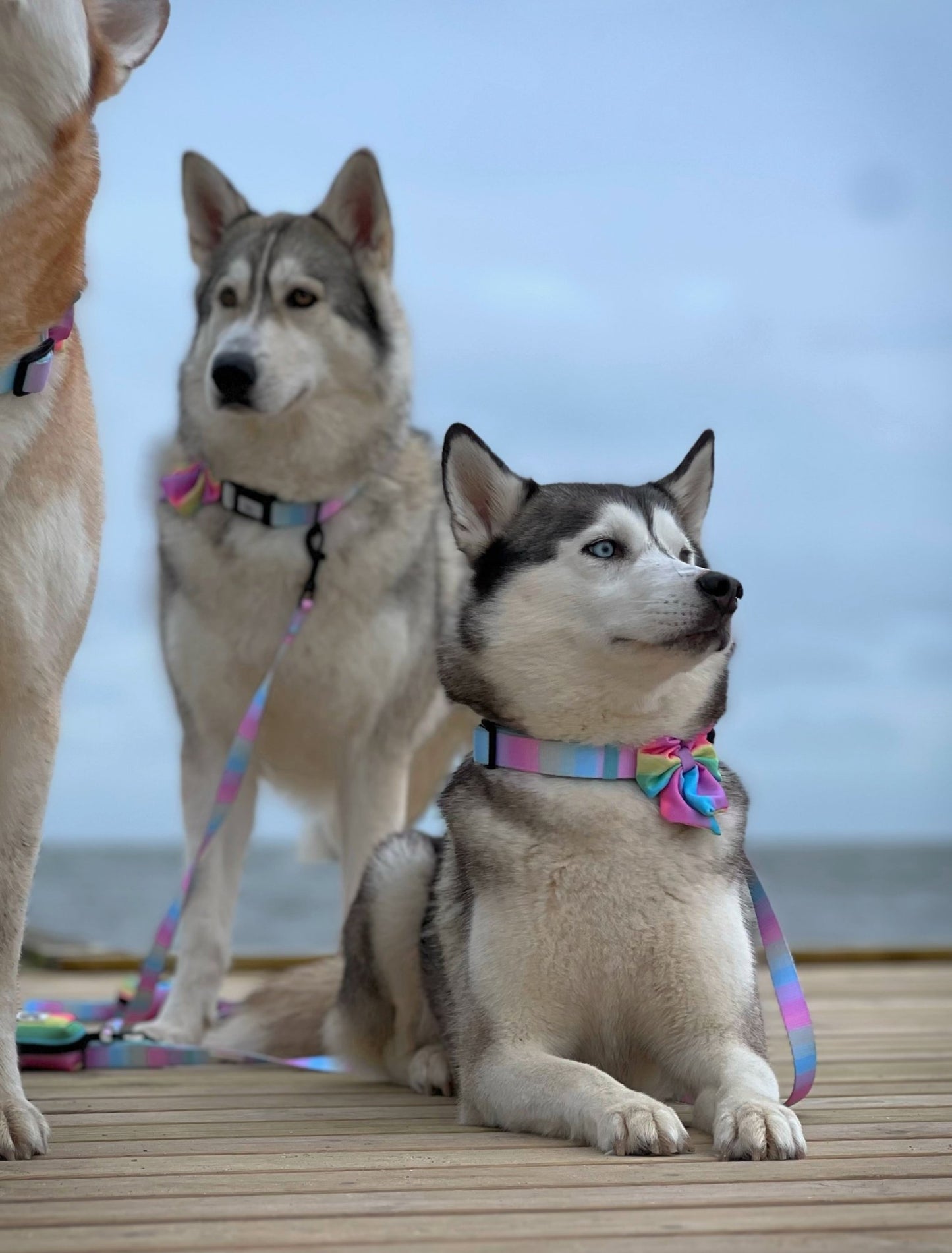 Hundehalsbånd - Confetti Rainbow - Confetti Dogs