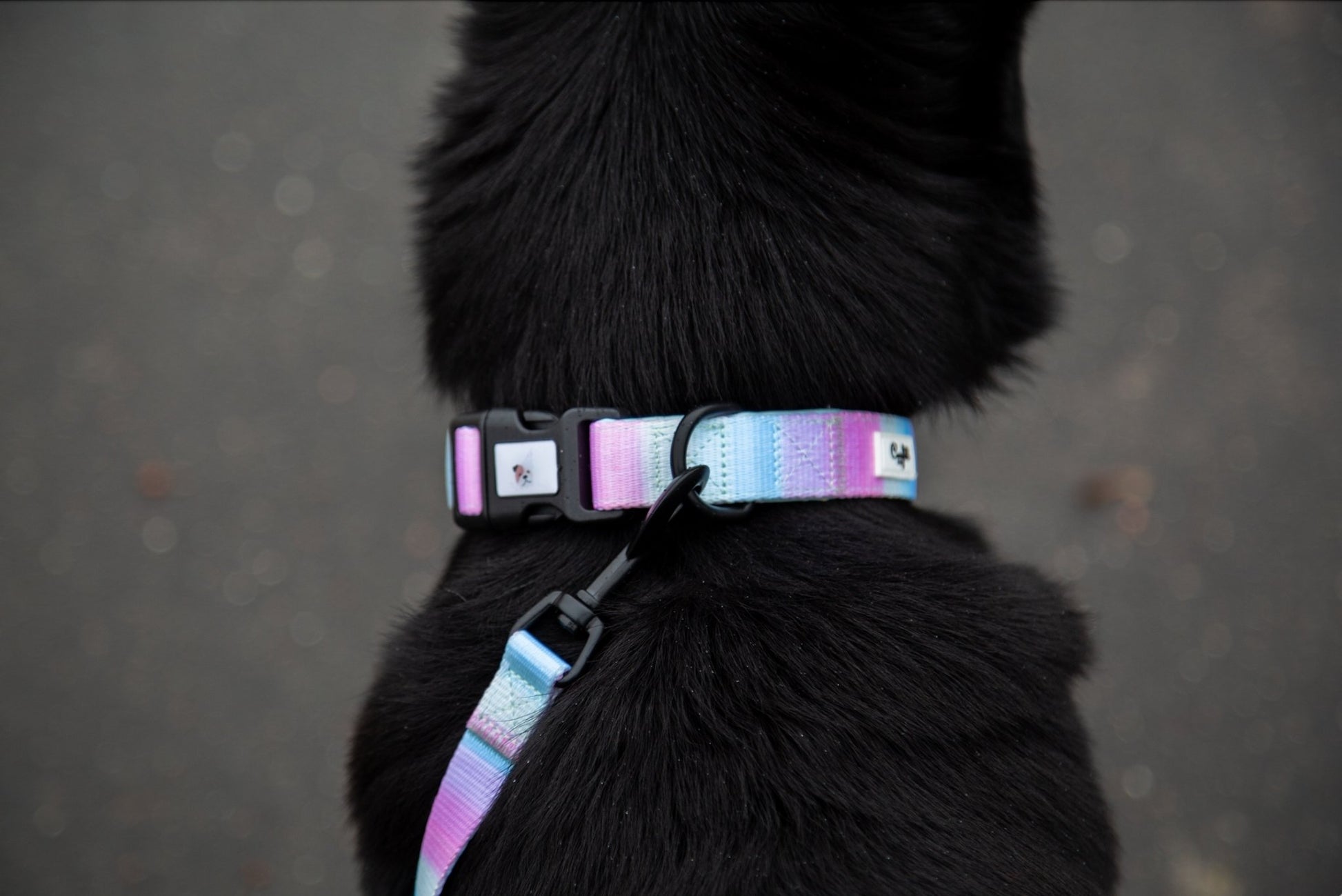 Hundehalsbånd - Confetti Rainbow - Confetti Dogs