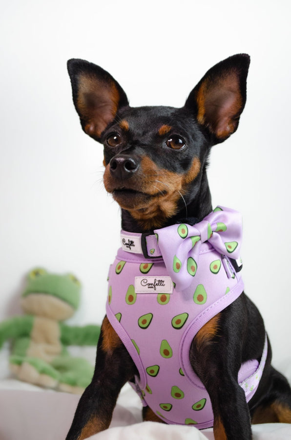 forkæle Planlagt Kirkegård Hundesele - Avocado – Confetti Dogs