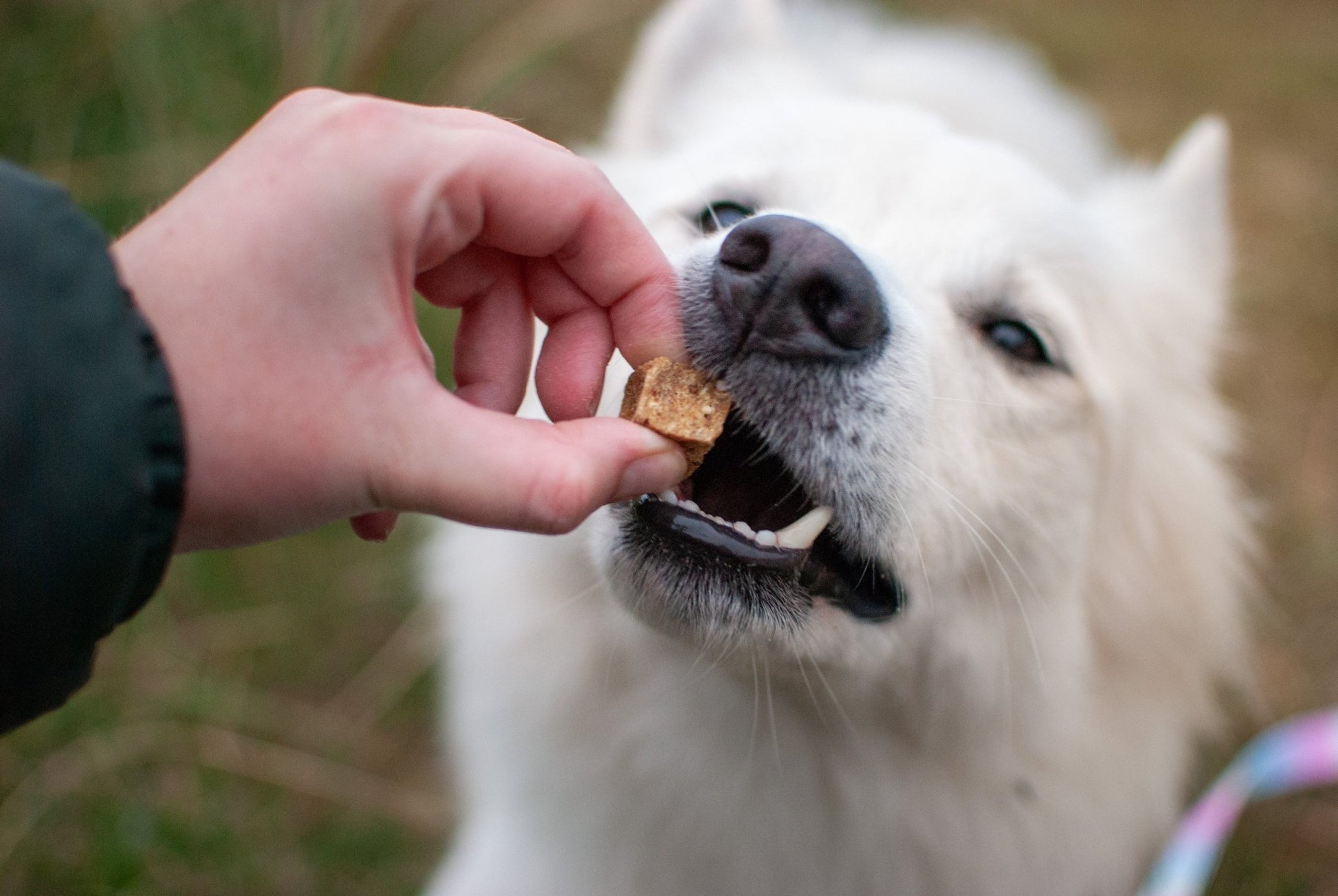 Kylling & Chiafrø - 100% naturlig hundegodbid - Confetti Dogs