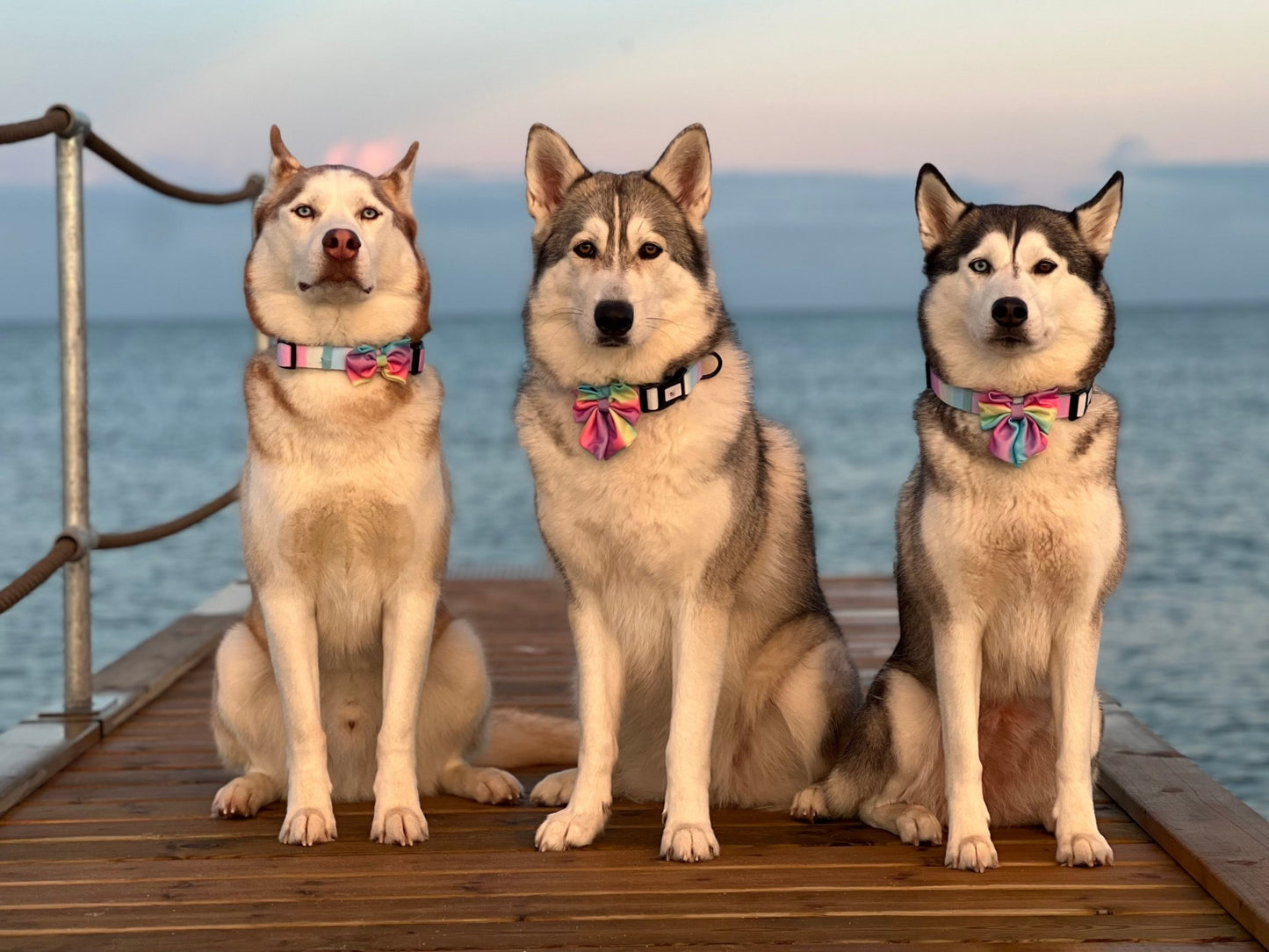 Sæt: Hundehalsbånd & Butterfly - Confetti Rainbow - Confetti Dogs