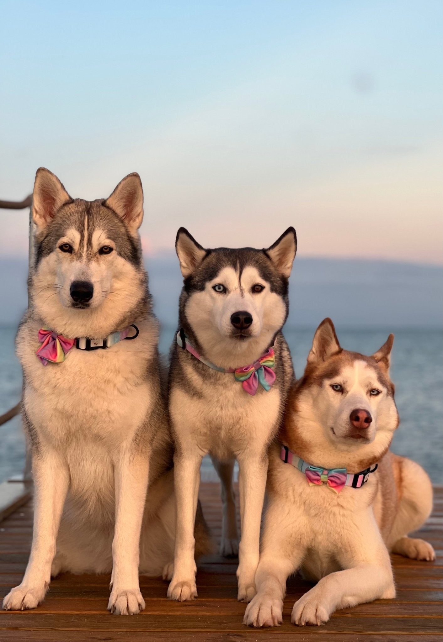 Sæt: Hundehalsbånd & Butterfly - Confetti Rainbow - Confetti Dogs