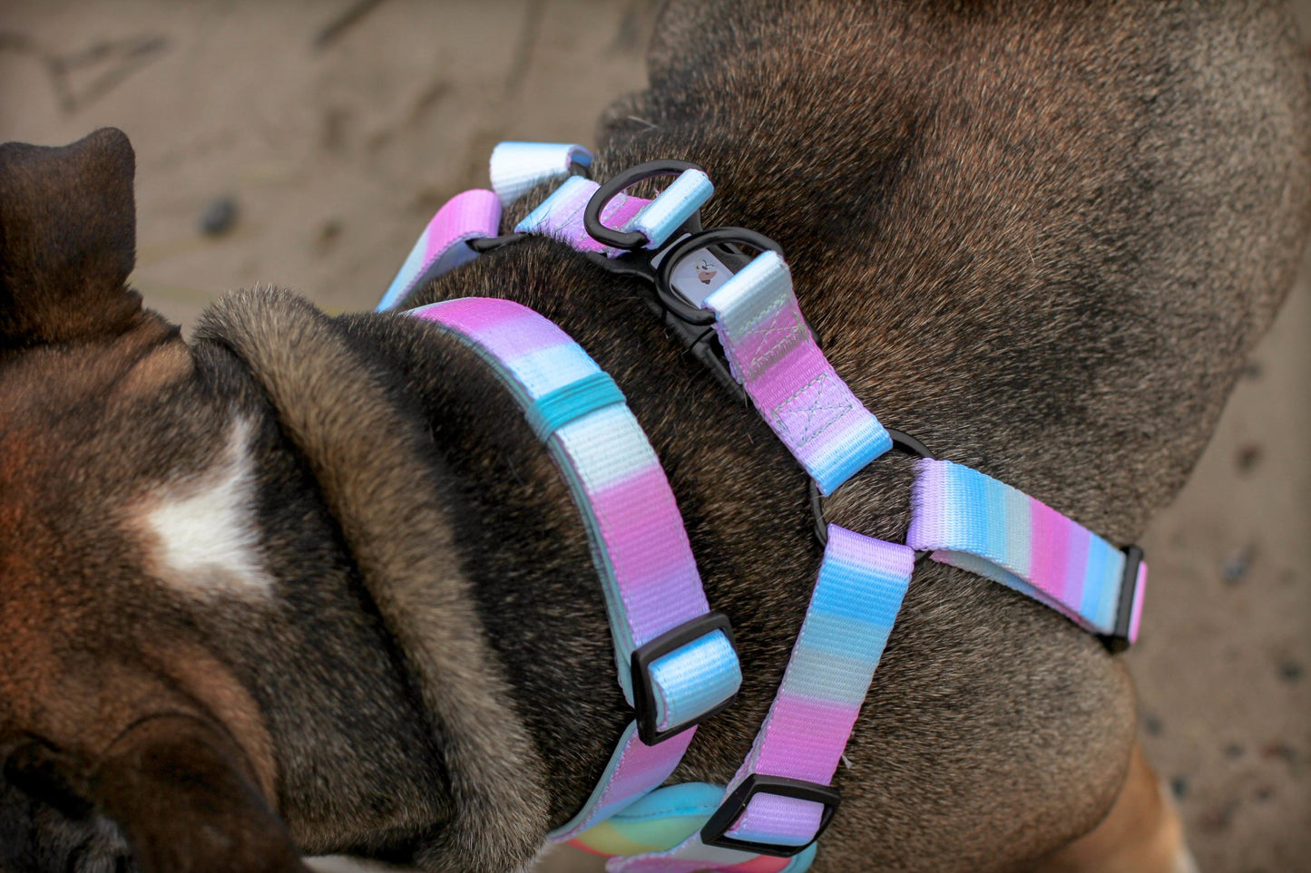 Sæt: Hundesele, hundehalsbånd, hundesnor & poop-bag - Confetti Rainbow - Confetti Dogs
