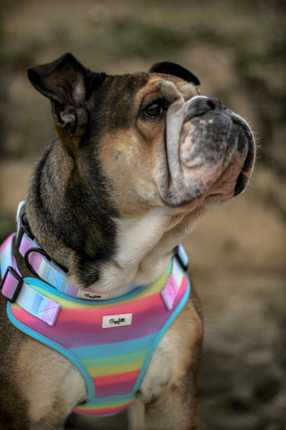 Sæt: Hundesele, hundehalsbånd, hundesnor & poop-bag - Confetti Rainbow - Confetti Dogs