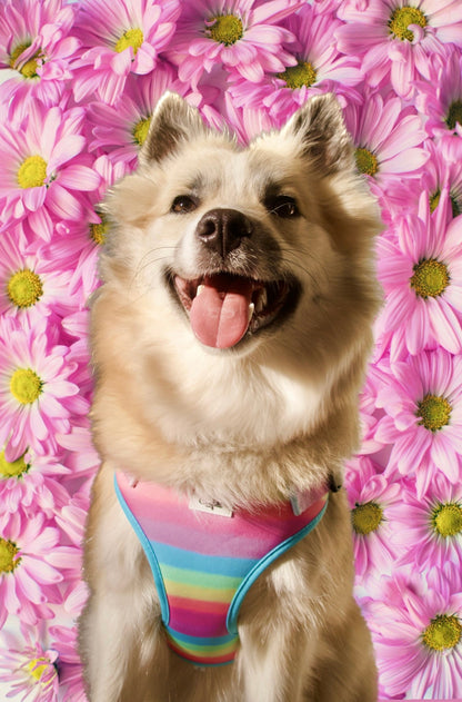 Sæt: Hundesele, hundesnor & poop-bag - Confetti Rainbow - Confetti Dogs