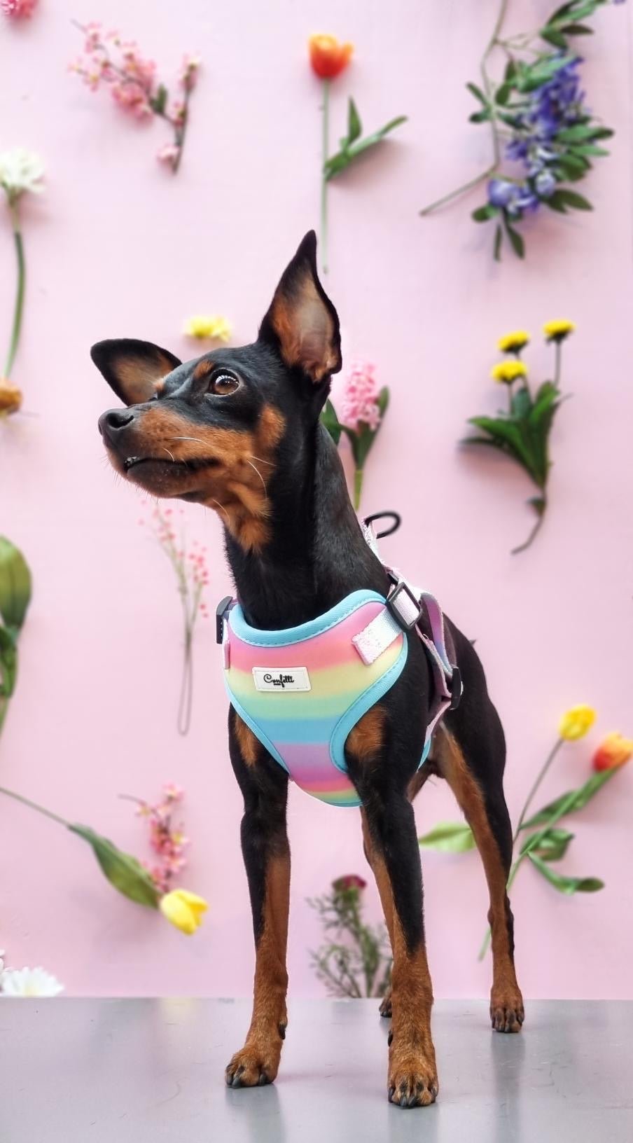 Sober videnskabsmand røg Step in Hundesele - Confetti Rainbow – Confetti Dogs