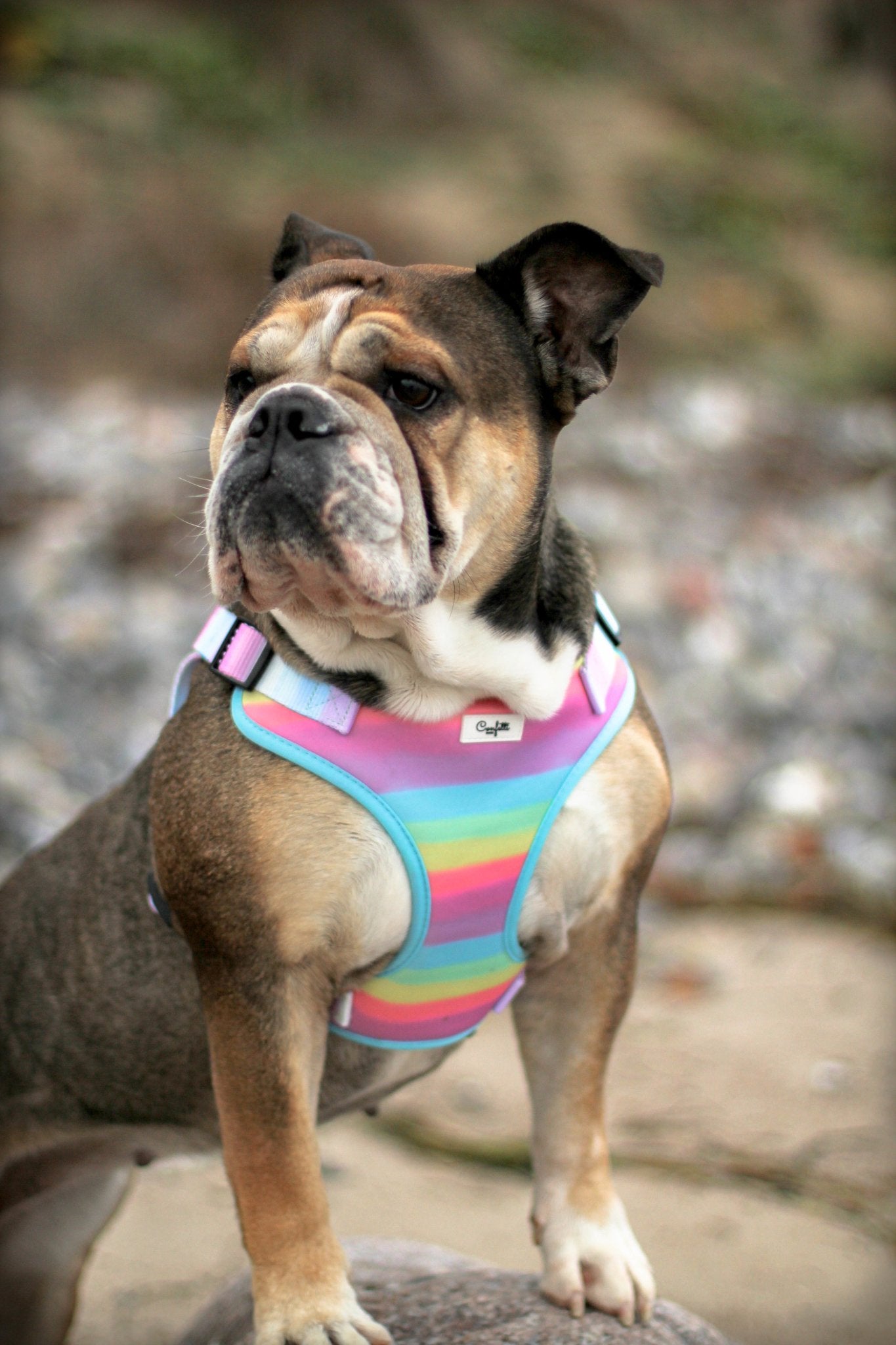 Step in Hundesele - Confetti Rainbow - Confetti Dogs