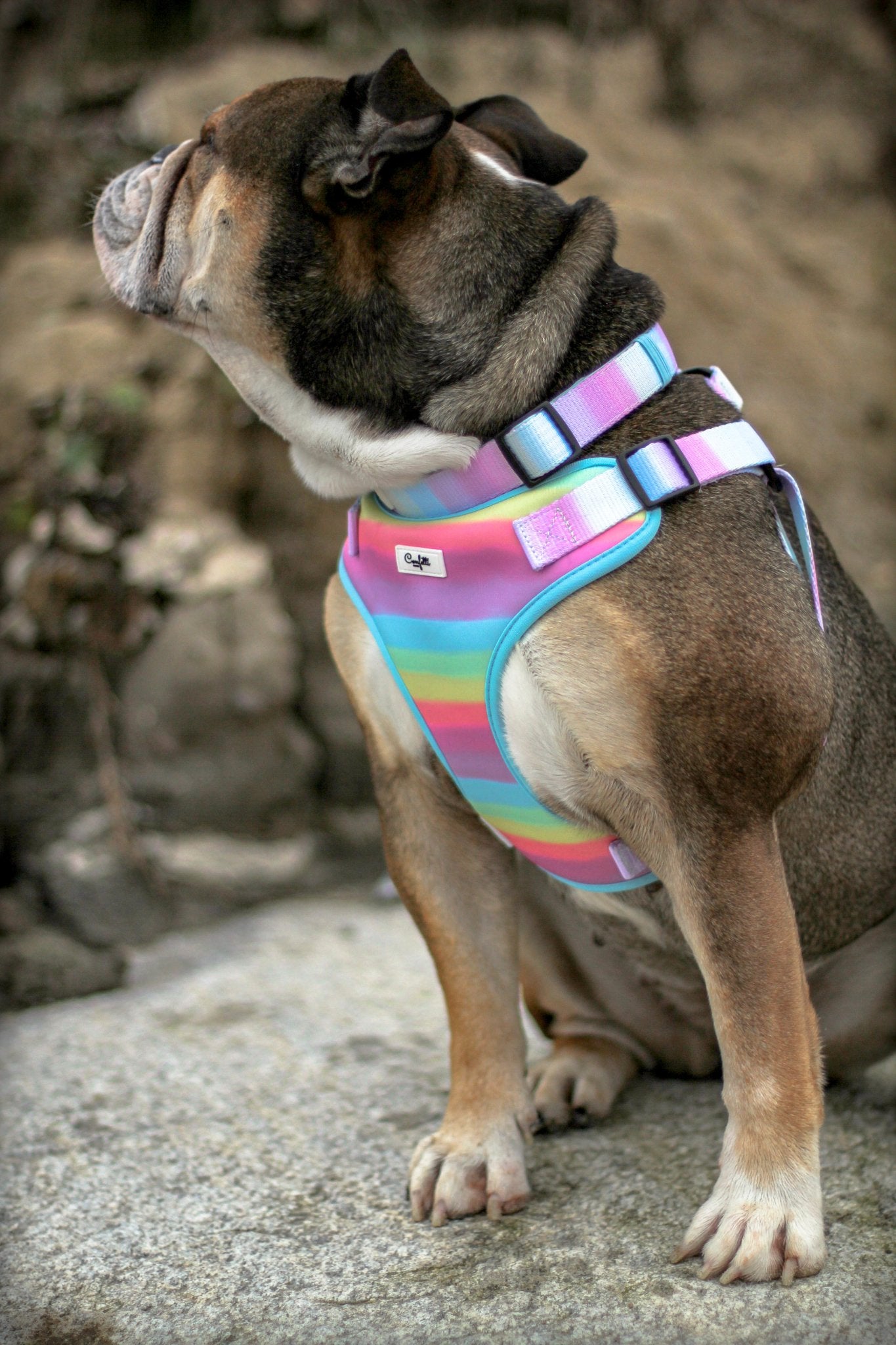 Step in Hundesele - Confetti Rainbow - Confetti Dogs